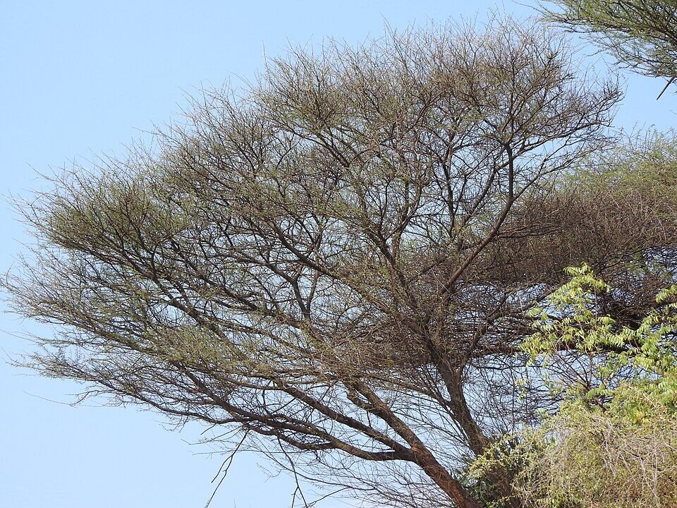 Acacia (Babool) plant