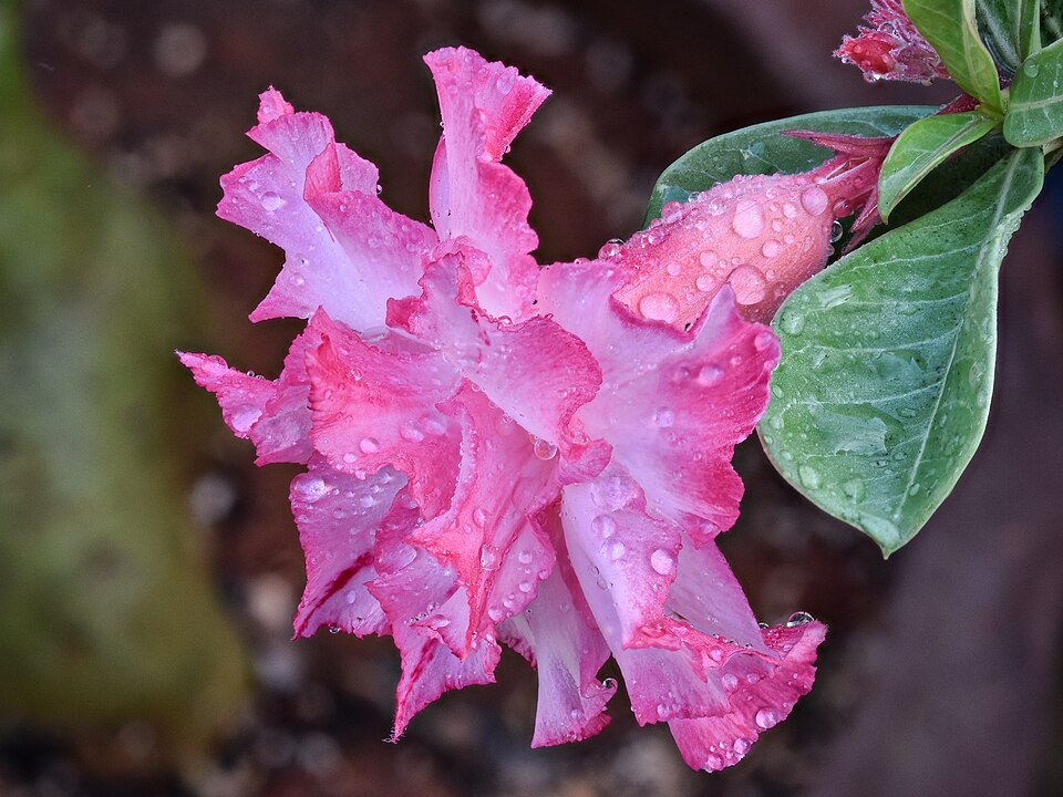 Adenium (Desert Rose) plant