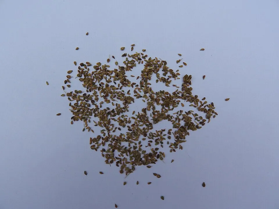 Carom Seeds (Ajwain) (Trachyspermum ammi)