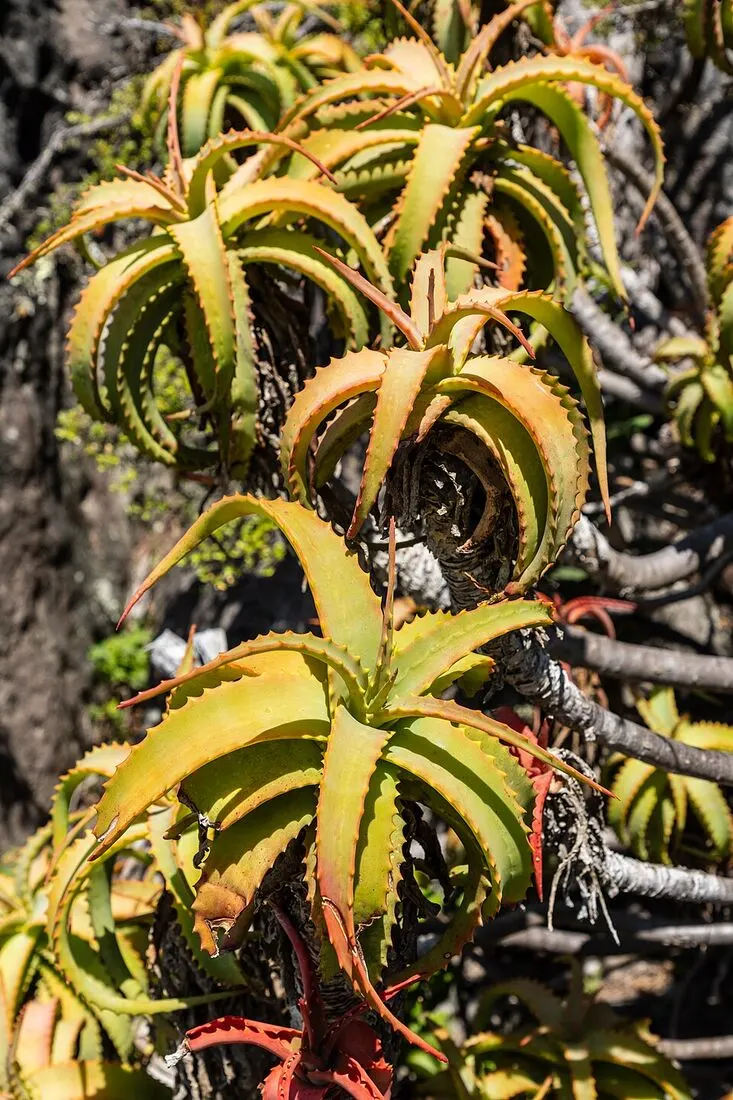 Aloe Vera (Aloe barbadensis miller)