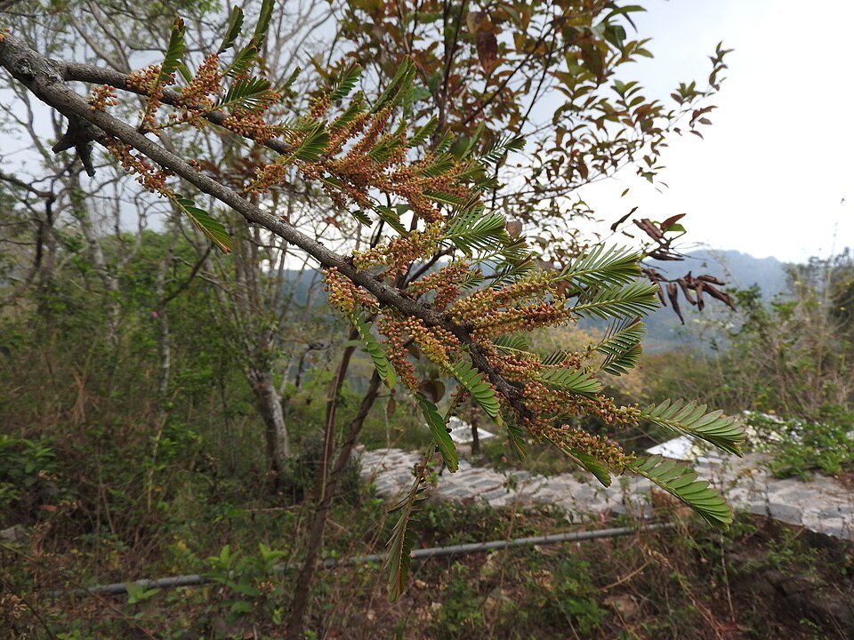 Amla (Indian Gooseberry) plant