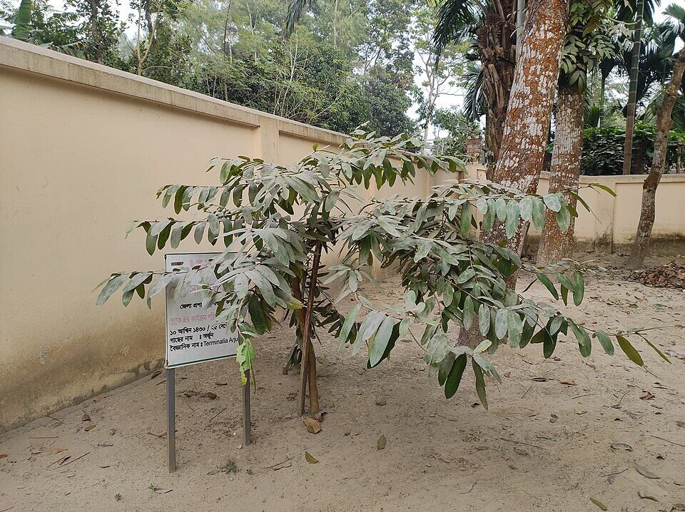 Arjuna Tree plant