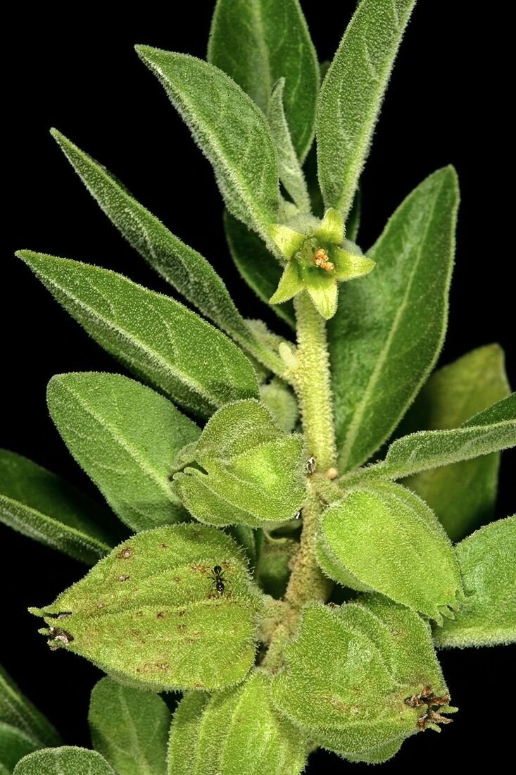 Ashwagandha plant