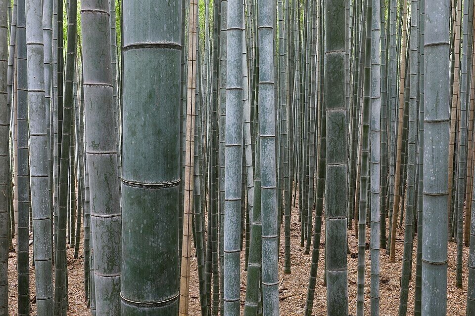 Bamboo plant