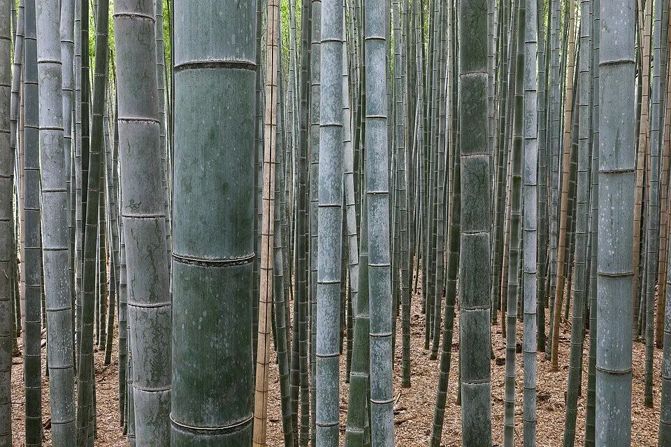 Bamboo (Bambusoideae spp.)