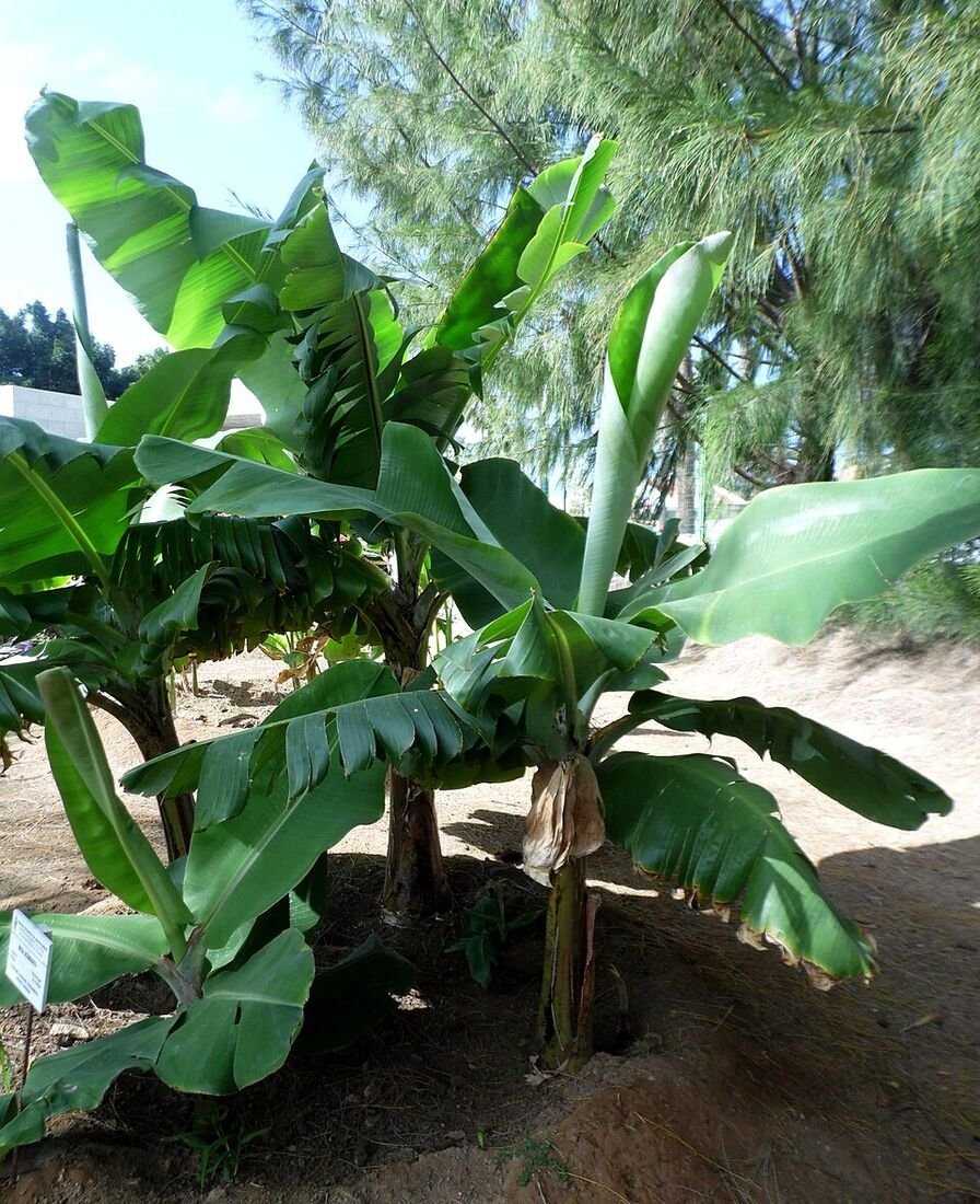 Banana plant
