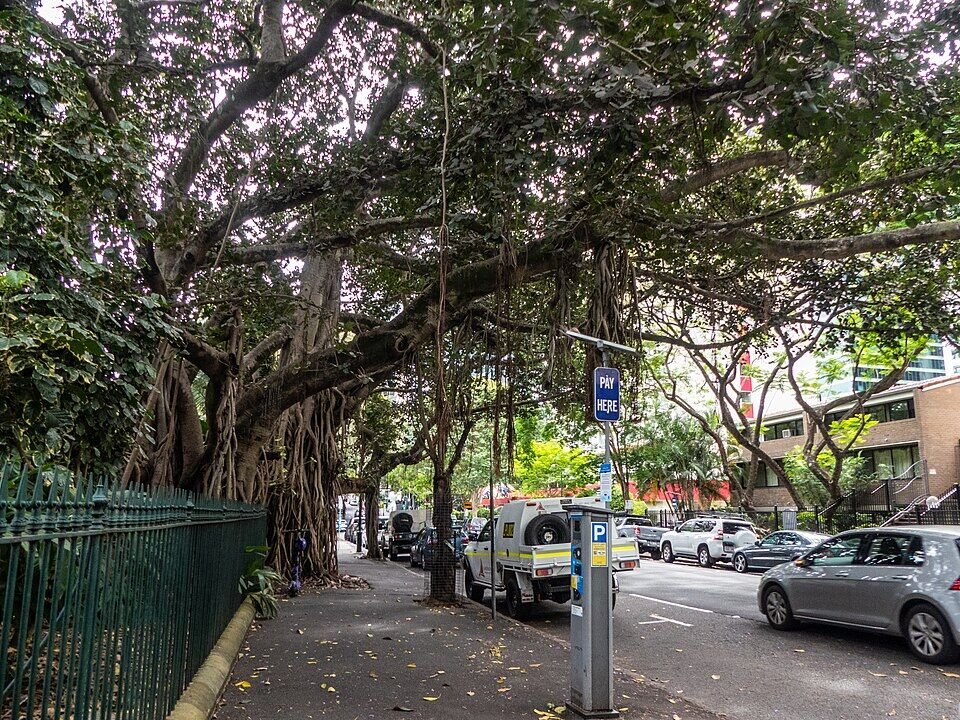 Banyan Tree plant
