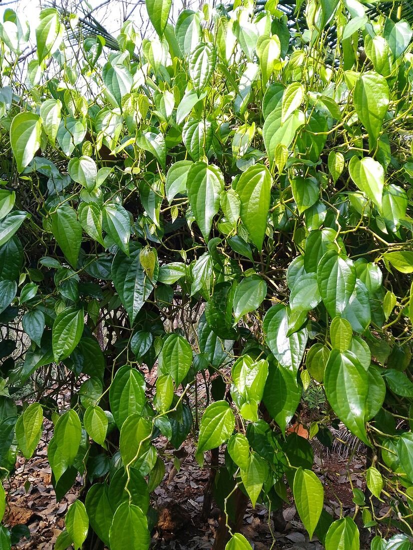 Betel Leaf (Paan) plant