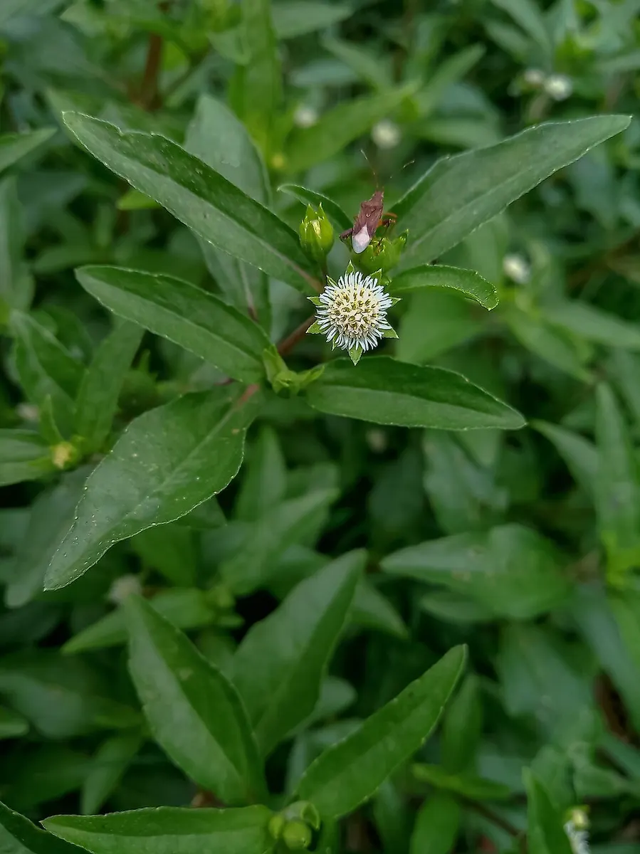 Bhringraj (Eclipta prostrata)