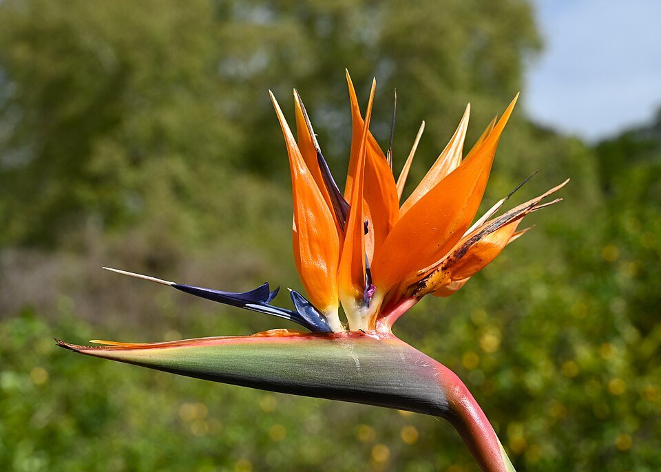 Bird of Paradise plant