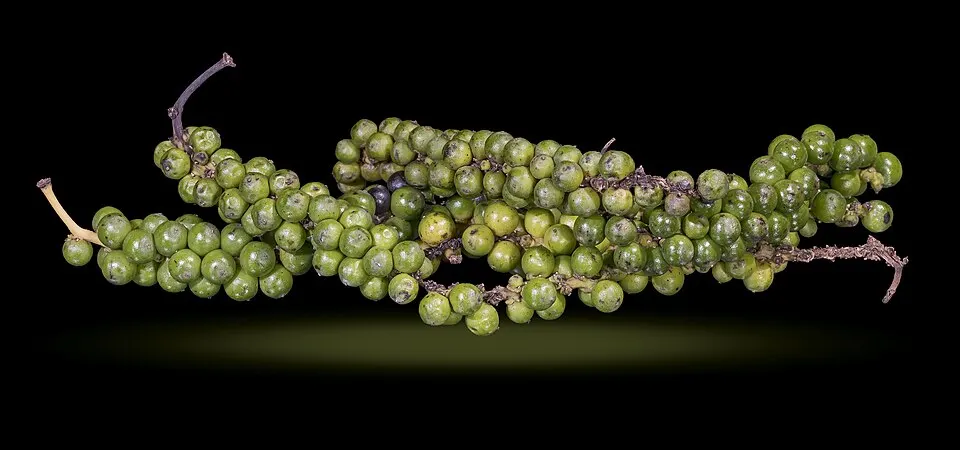 Black Pepper (Piper nigrum)