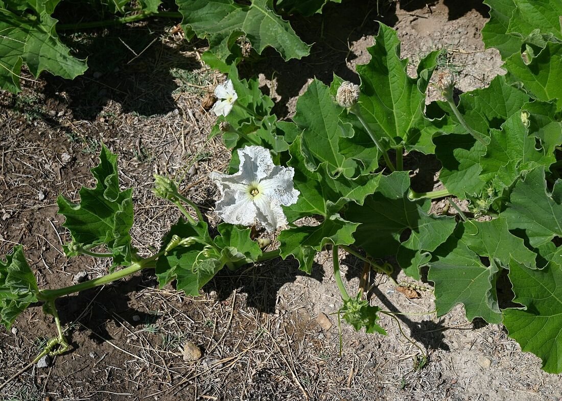 Bottle Gourd (Lauki) plant