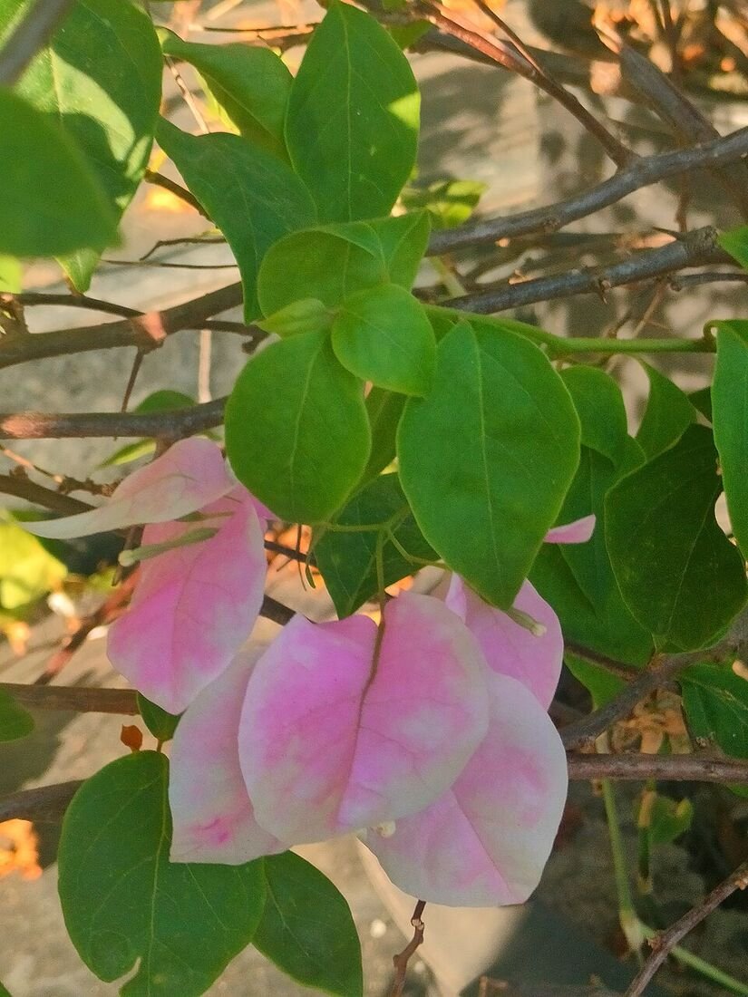 Bougainvillea plant