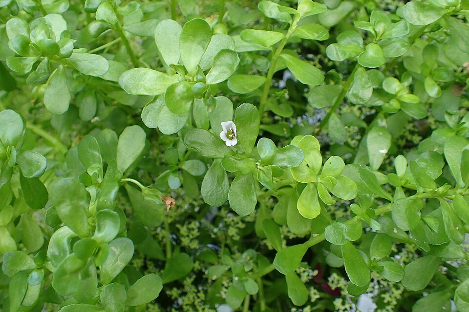 Brahmi plant