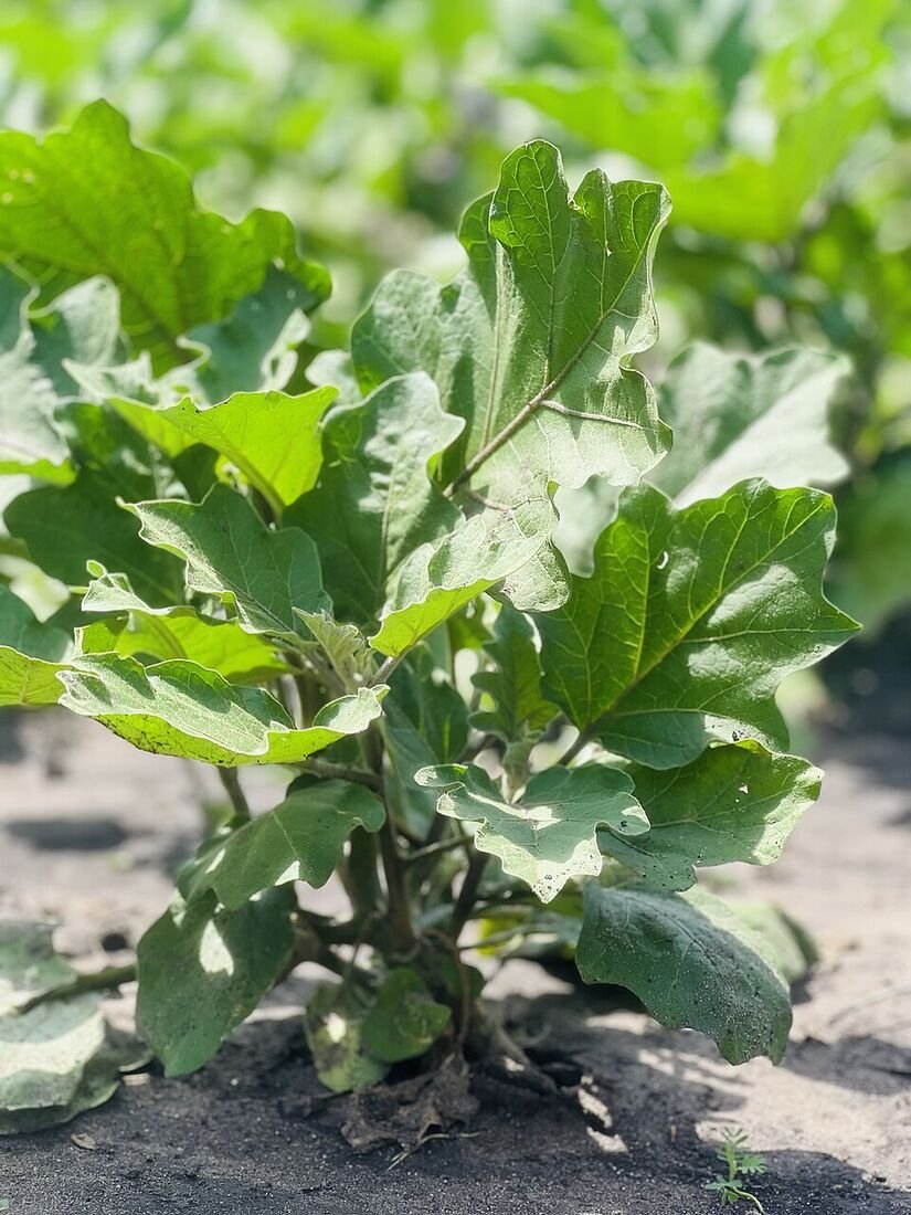 Brinjal (Baingan / Eggplant) plant