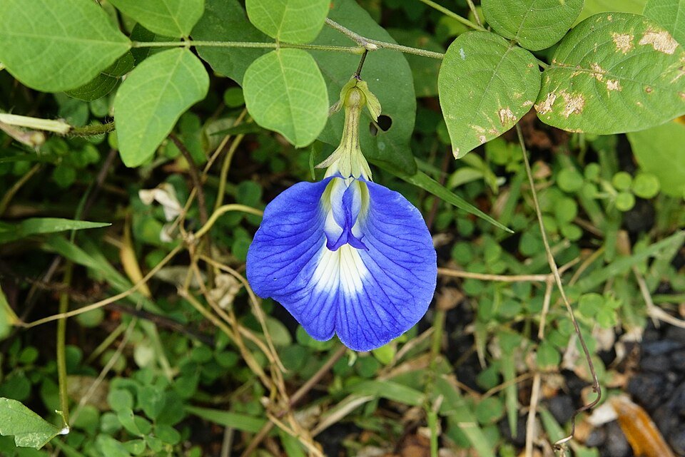 Butterfly Pea (Aparajita) plant