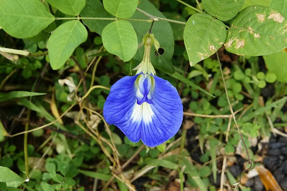 Butterfly Pea (Aparajita) (Clitoria ternatea)