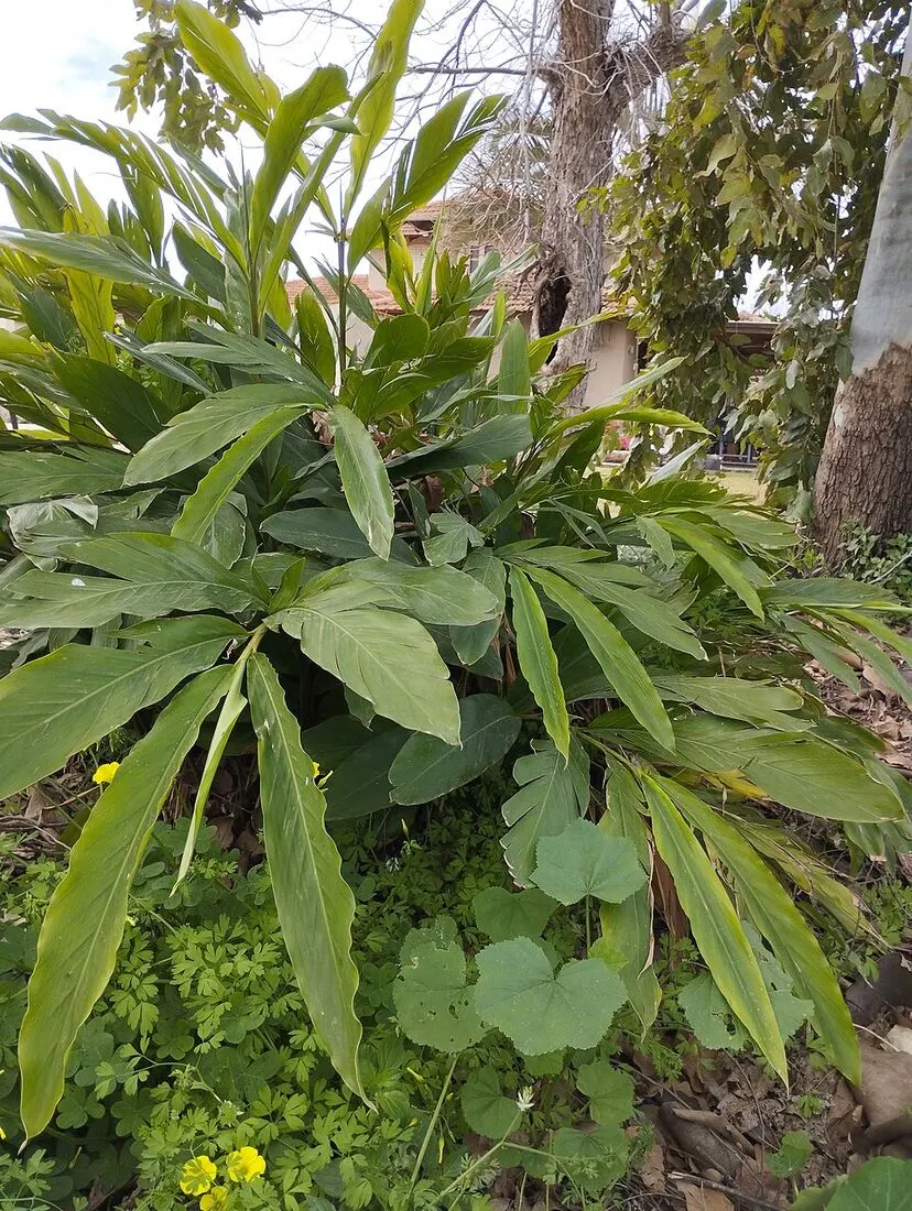 Cardamom (Elaichi) (Elettaria cardamomum)