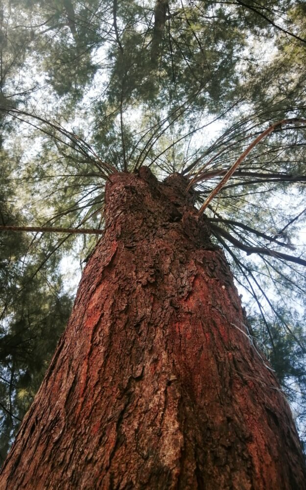 Casuarina (Whistling Pine) plant