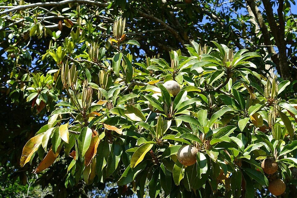Chikoo (Sapota) plant