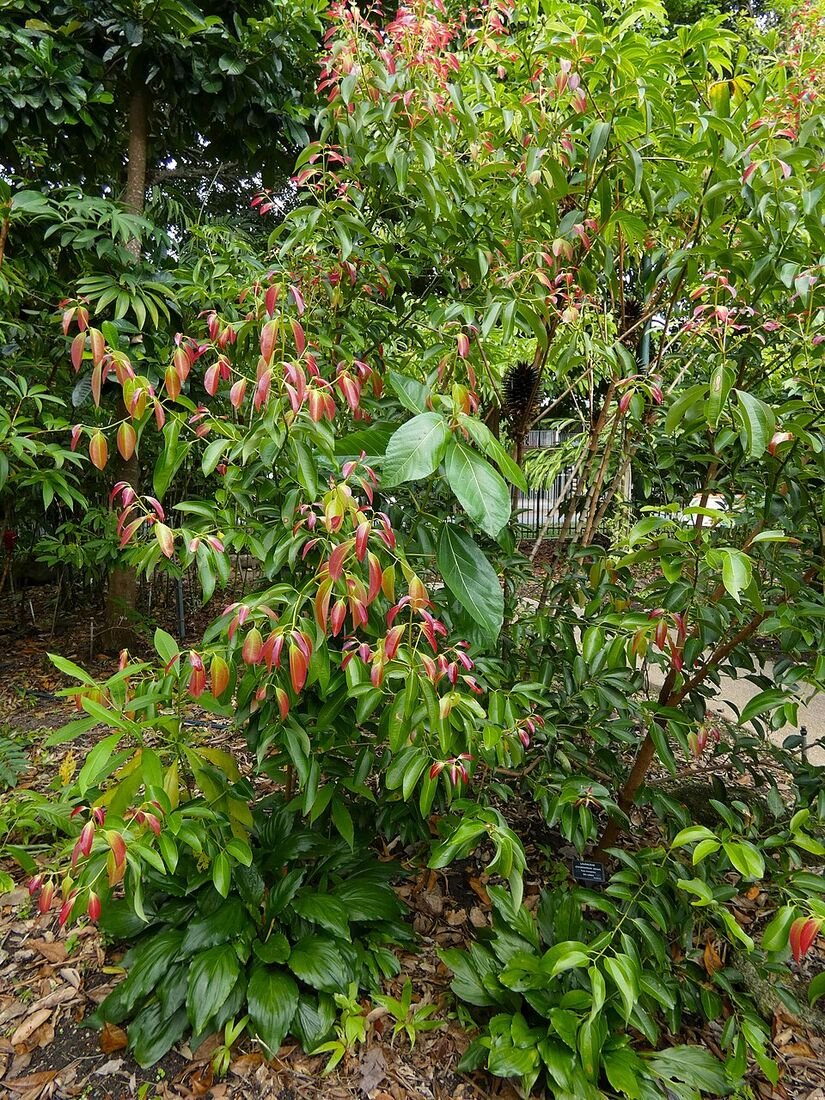 Cinnamon (Dalchini) plant
