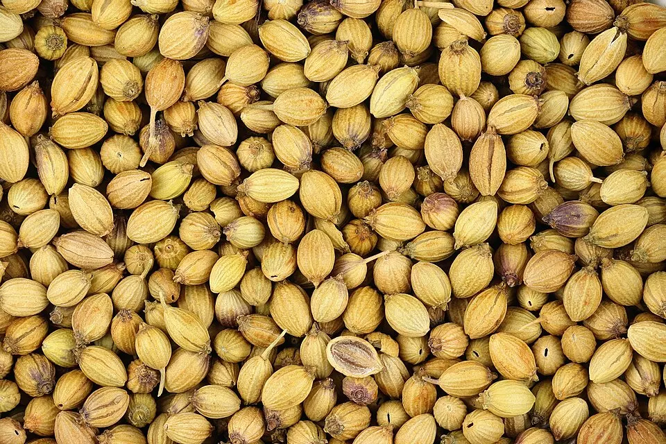 Coriander (Dhania) (Coriandrum sativum)