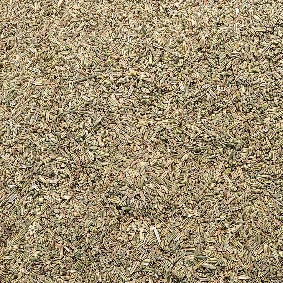Cumin (Jeera) plant