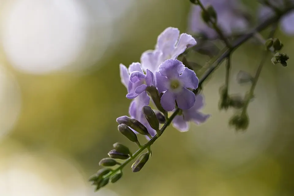 Duranta (Golden Dewdrop) (Duranta erecta)