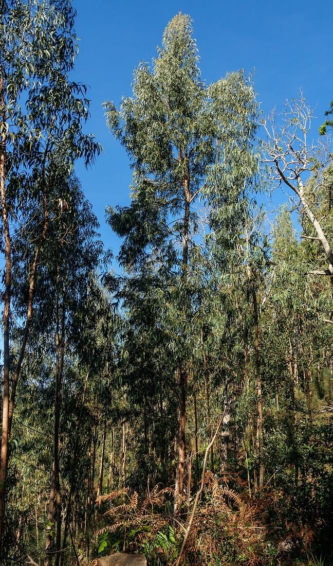 Eucalyptus plant