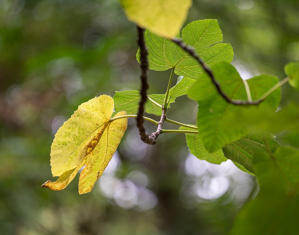 Fig (Anjeer) plant