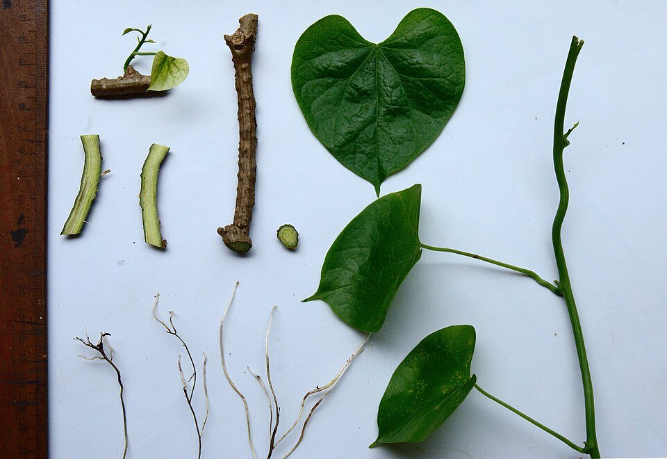 Giloy (Guduchi) plant