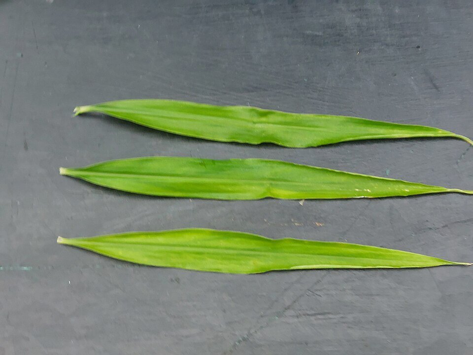 Ginger plant