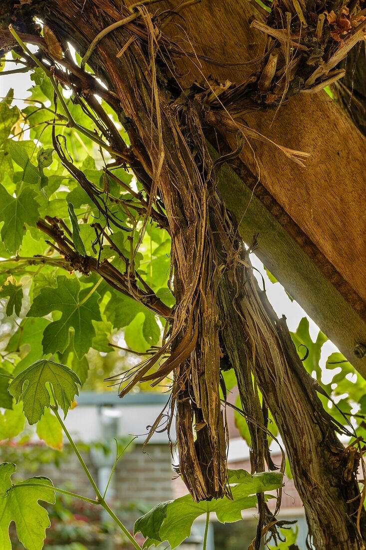 Grape Vine plant