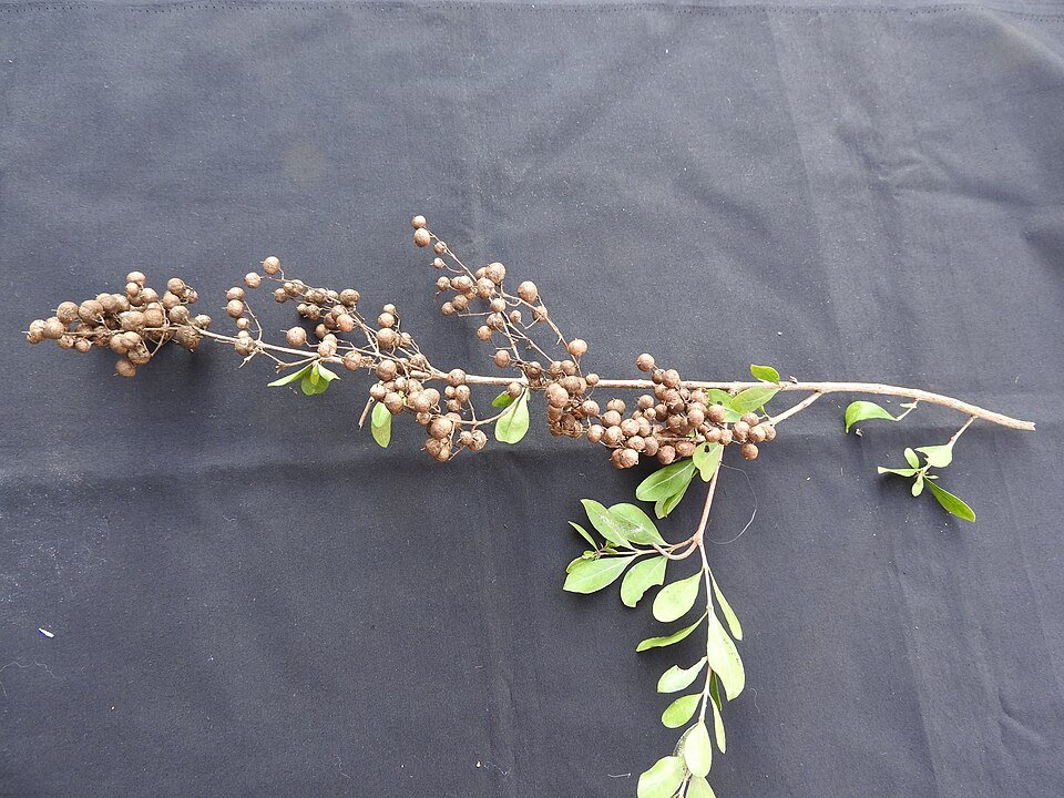 Henna (Mehendi) plant