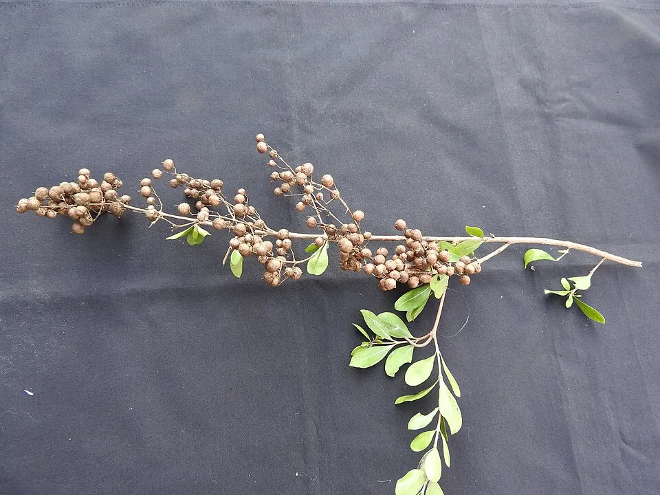 Henna (Mehendi) (Lawsonia inermis)