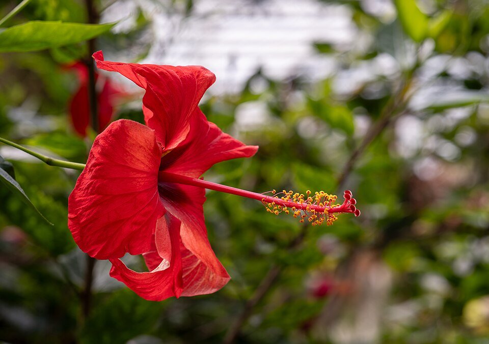 Hibiscus plant