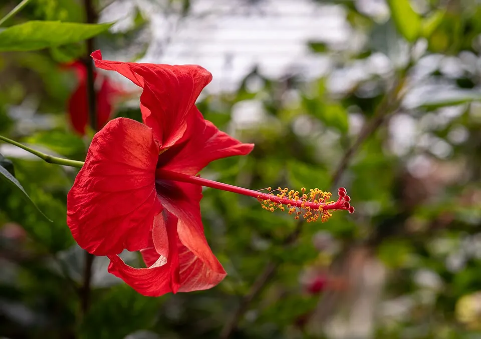 Hibiscus (Hibiscus rosa-sinensis)