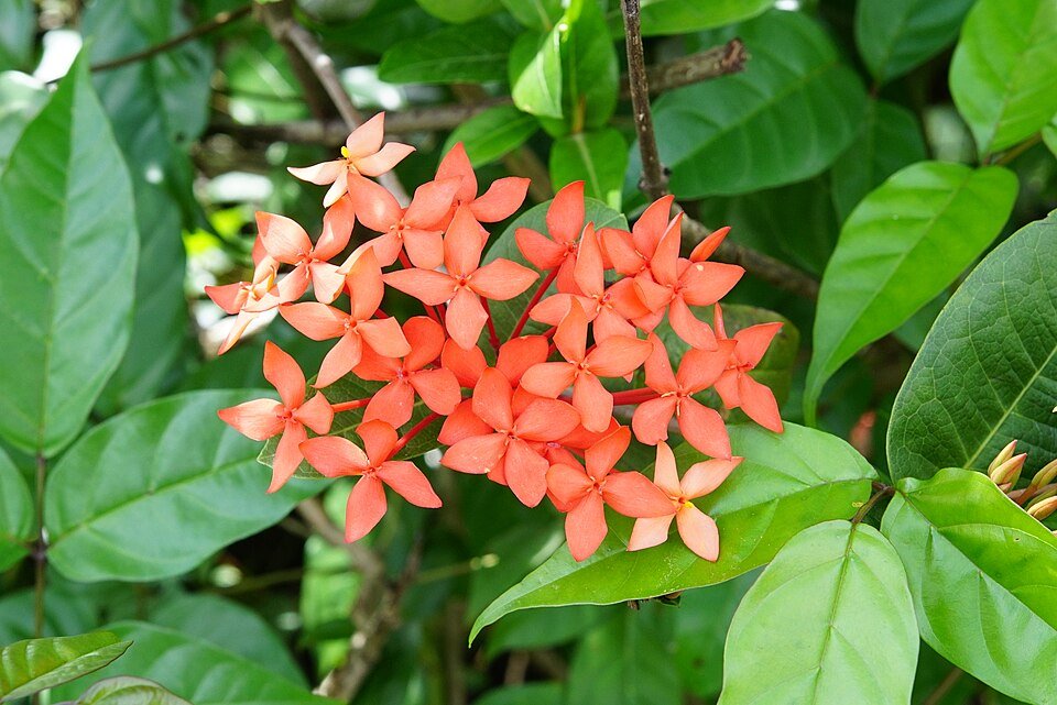 Ixora (Jungle Flame) plant