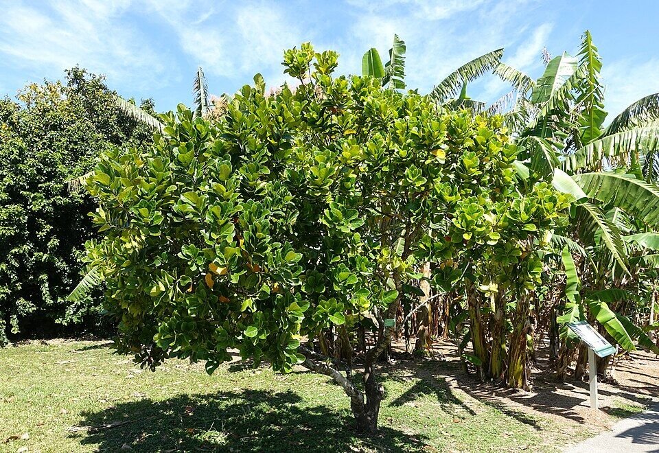 Jackfruit (Kathal) plant