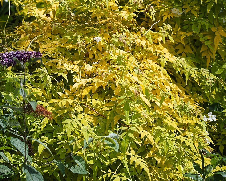 Jasmine (Climbing) plant