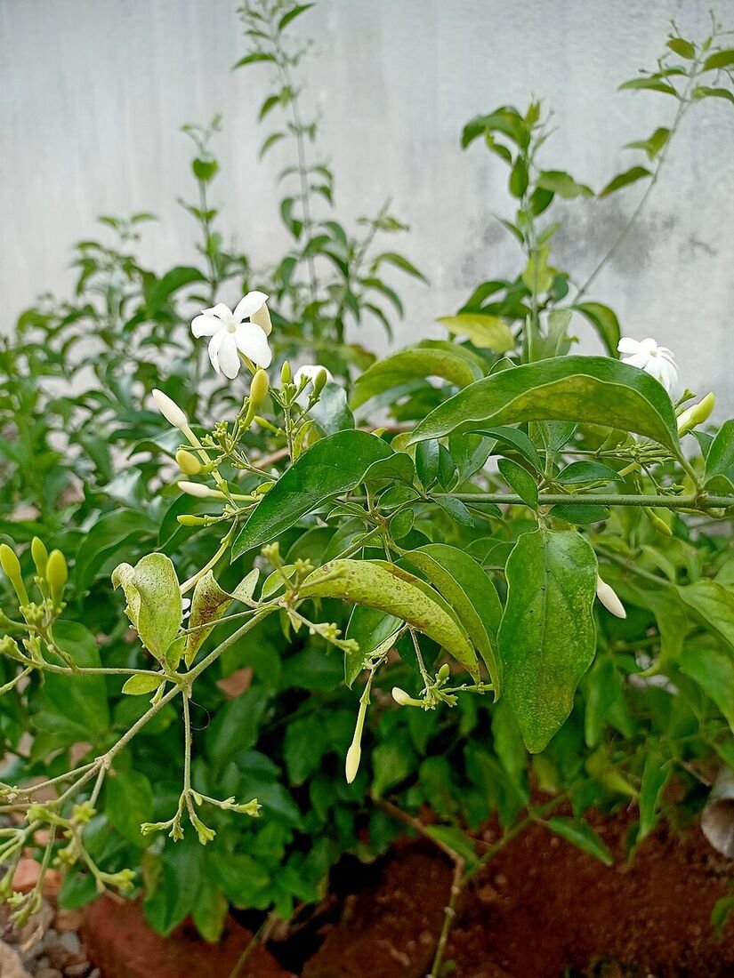 Jasmine plant
