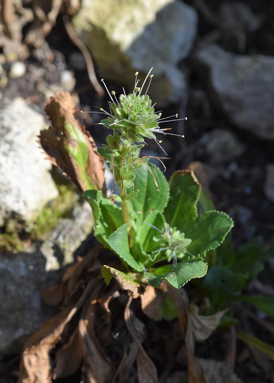 Kutki (Picrorhiza) plant