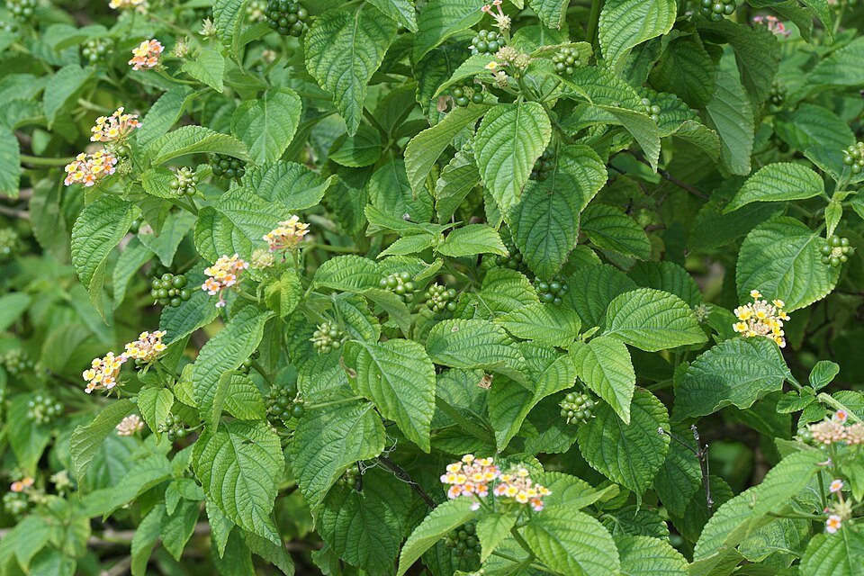Lantana plant