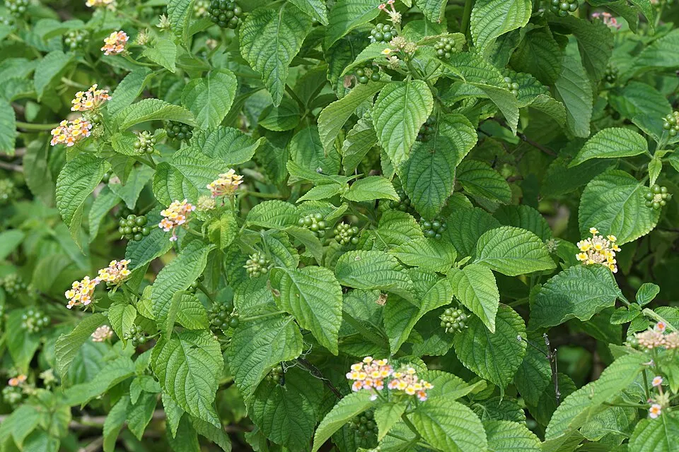 Lantana (Lantana camara)