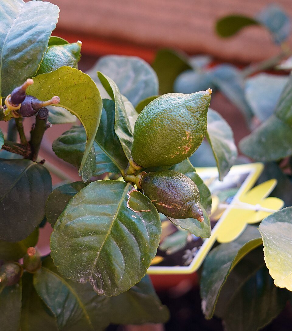Lemon (Nimbu) plant