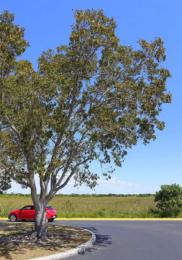 Mahogany (Swietenia mahagoni)