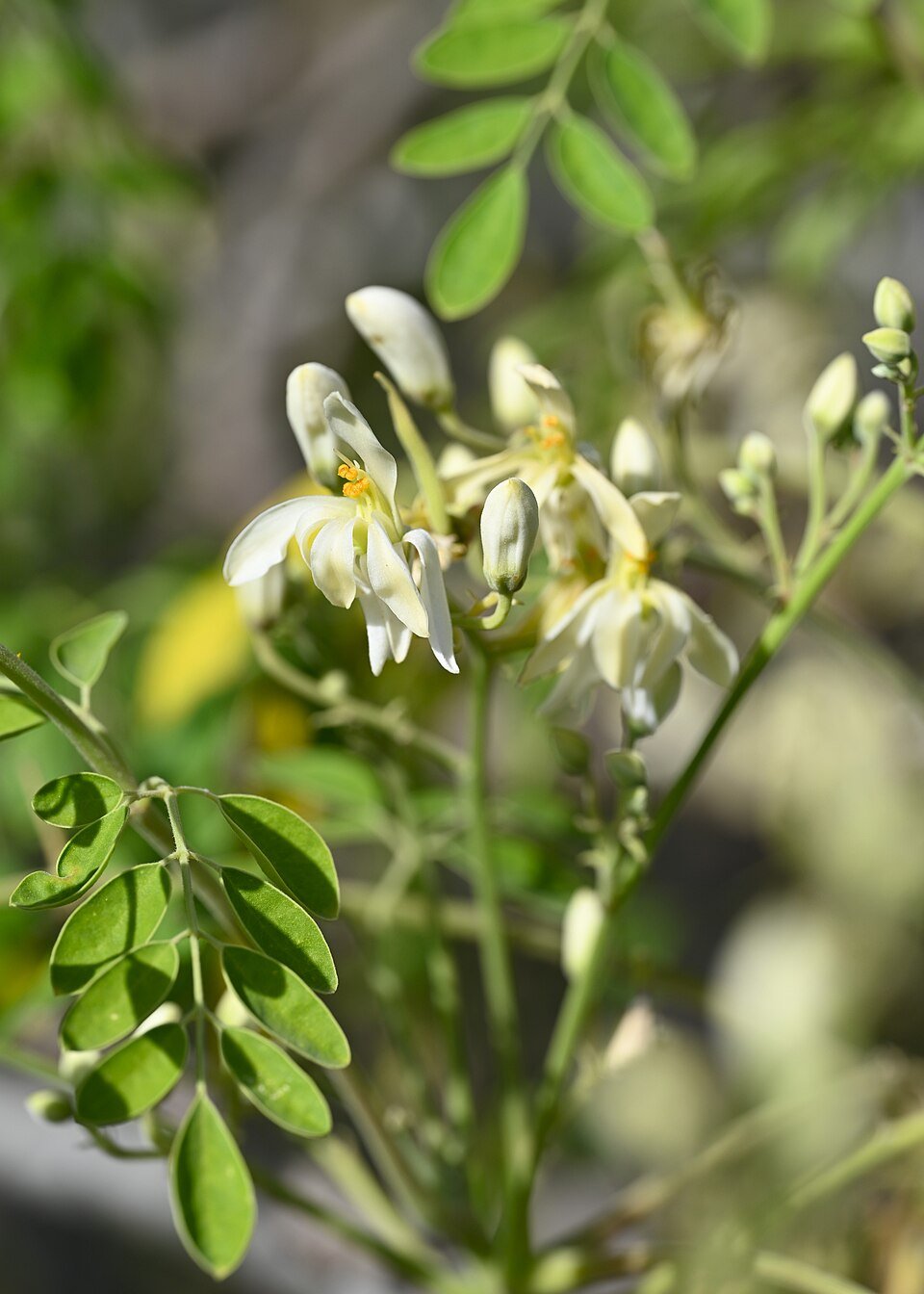 Moringa (Drumstick Tree) plant