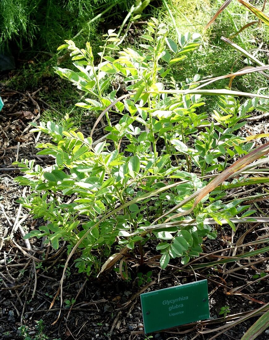 Mulethi (Liquorice) plant