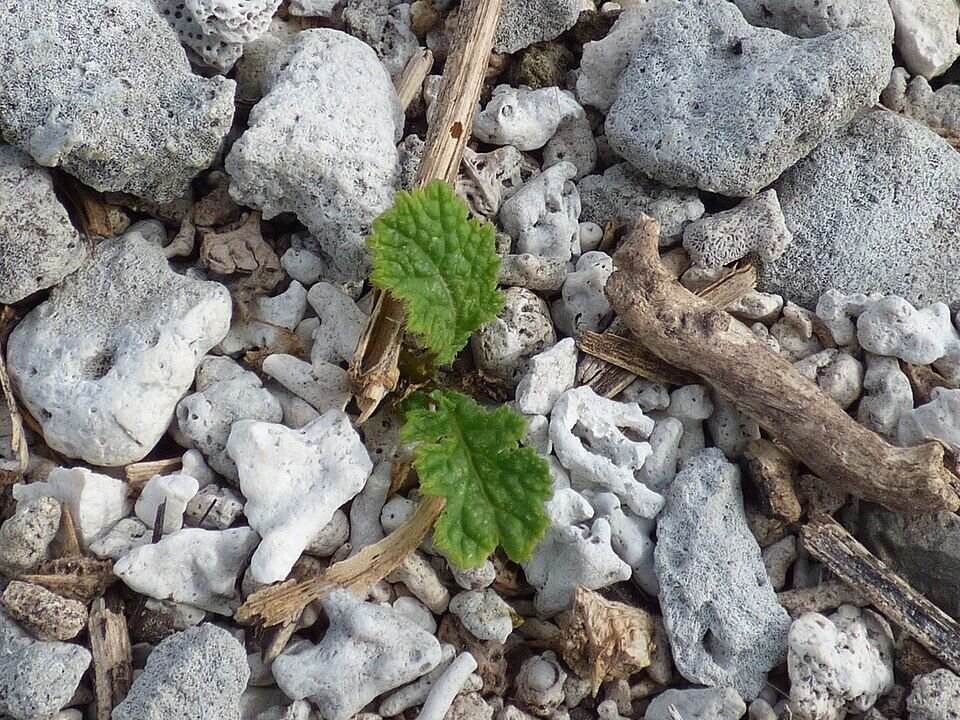 Mustard (Sarson) plant