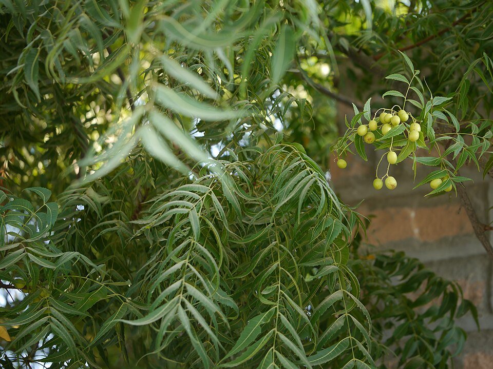 Neem plant